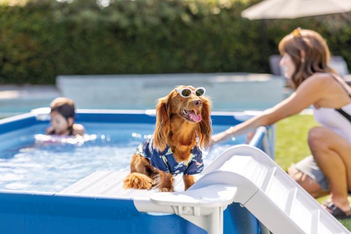 Animale de companie Intex