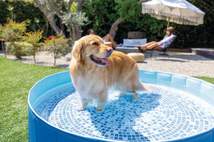 Animale de companie Intex