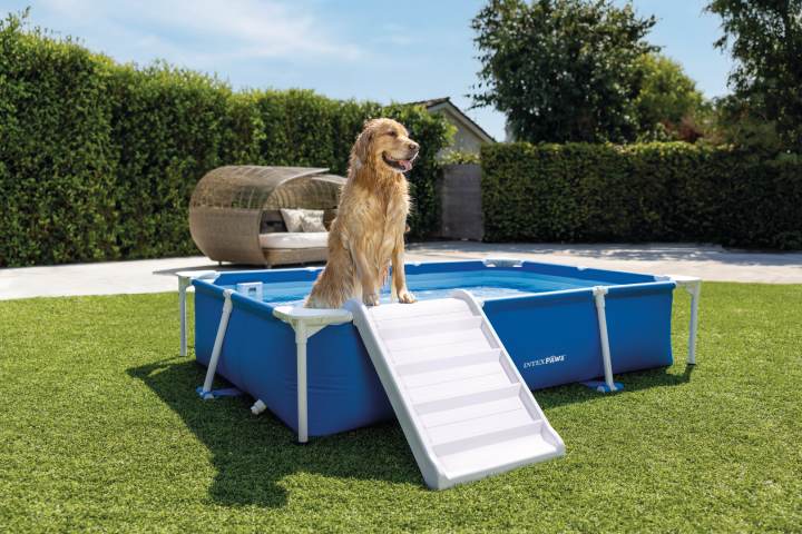 Animale de companie Intex